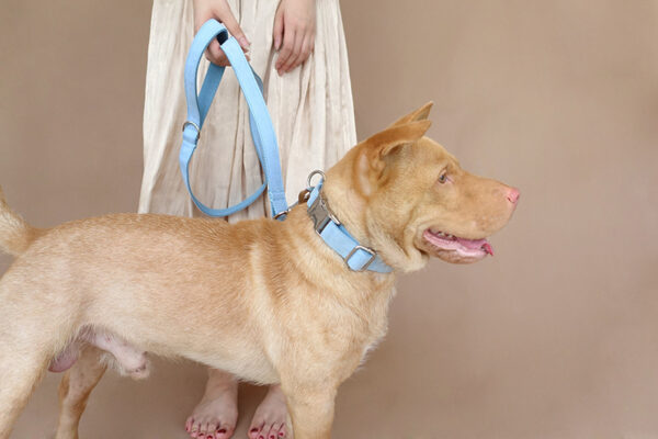 Blue pet dog collar - Image 7