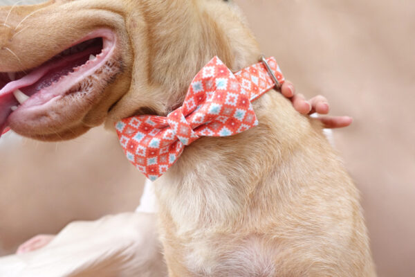 Thickened Pet Dog Leash Medium And Large Dog Collar - Image 9