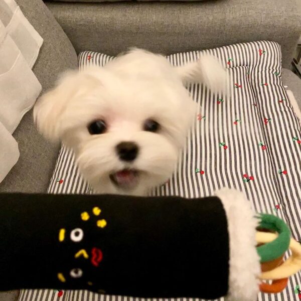 Pet hidden food toys - Image 3