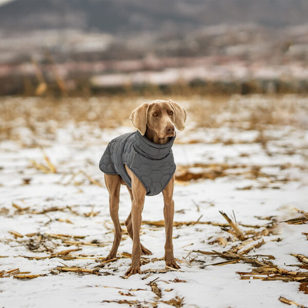 Winter Pet Clothing Thickened Dog - Image 5