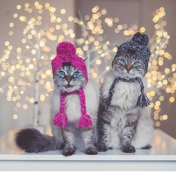 Fur Ball Warm And Windproof Fluffy Ball Knitting Method Dog Fighting Hat - Image 4